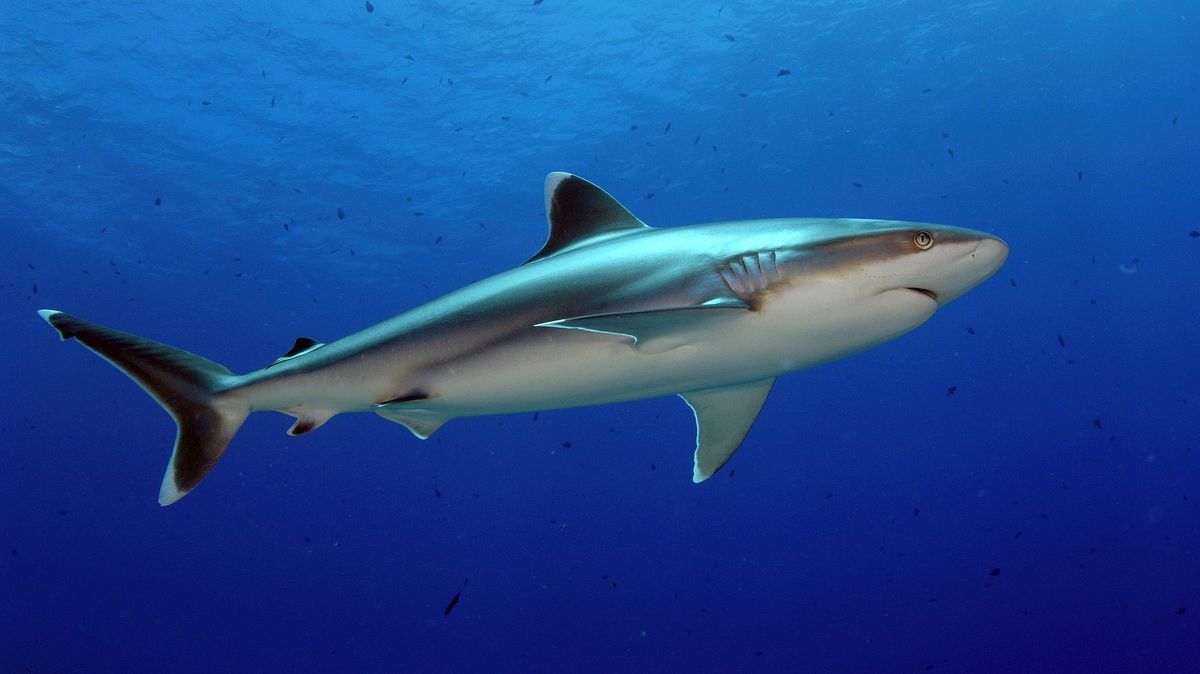 Žralok na Havaji usmrtil surfaře. Úřady uzavřely pláž